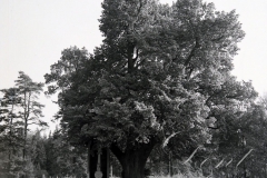 5. 5 Nahe Pechtnersreuth bei Waldsassen stehende Weiße Marter, eine barocke Bildsäule mit der Darstellung der Heiligen Dreifaltigkeit. Sie wurde nach einem Gelübde des Egerer Bürgers Johannes Adler anlässlich seiner Errettung vor einem geplanten Raubmord am Weg zur Ortschaft Münchenreuth aufgestellt und im Jahr 1713 geweiht. Sie wurde nach einem Gelübde des Egerer Bürgers Johannes Adler anlässlich seiner Errettung vor einem geplanten Raubmord am Weg zur Ortschaft Münchenreuth aufgestellt und im Jahr 1713 geweiht.
