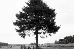 19. Baum mit Kornmännchen