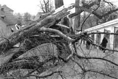 1_Nr.-181-Abgebrochener-Baum-Friedhof-Tirschenreuth
