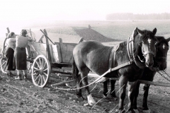 49. Kartoffelernte bei Tirschenreuth