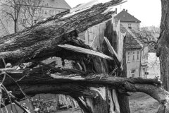 Nr.-182-Abgebrochener-Baum-Friedhof-Tirschenreuth