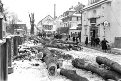 Nr.-197-Baumfaellung-Bahnhofstrasse-Tirschenreuth