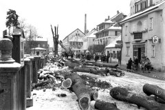 Nr.-198-Baumfaellung-Bahnhofstrasse-Tirschenreuth
