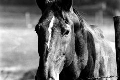 Nr.-231-Vintage-Bild-Pferd-Tirschenreuth