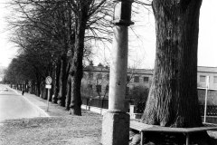 Nr.-252-Baumallee-St.-Peter-Strasse-Tirschenreuth