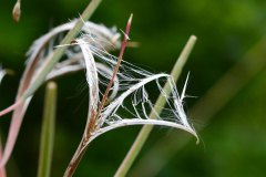 Natur nach der Blüte