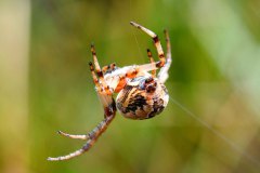 Spinne im neuen Moor am langen Damm