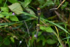 Libellenpaar im neuen Moos am langen Damm