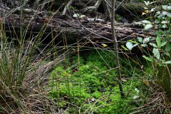 Moorlandschaft