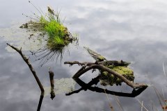Besiedeltes Holz im Wasser