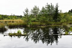 Moorlanschaft  /Insel