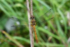 Libelle im neuen Moor am langen Damm