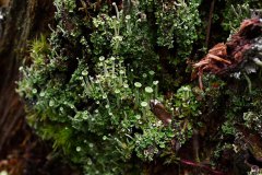 Flechten am neuen Moor am langen Damm