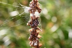 Spinne