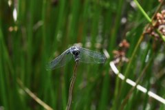 Schwarze Libelle