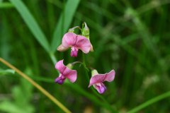 Blüten im Moor
