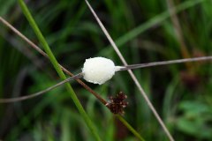 Cocoon