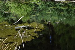 Moorlandschaft