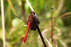 Libelle
