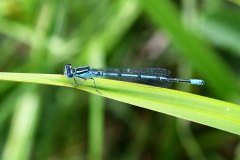 Libelle