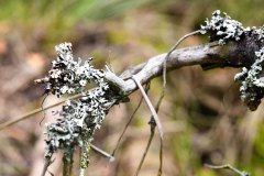 Flechten am neuen Moor am langen Damm