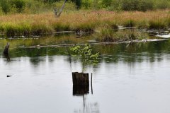 Moorlandschaft