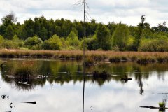 Moorlandschaft