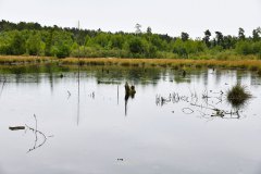 Moorlandschaft