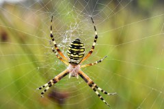 Wespenspinne im neuen Moor am lagen Damm