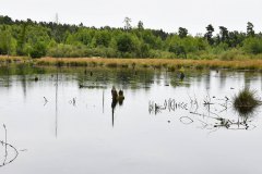 Moor