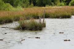 Das Moor