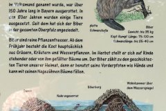Hinweisschild Biber