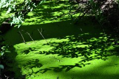 Nr.-106-Wassergraben-im-neuen-Moor
