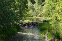 Nr.-133-Ablauf-das-Neue-Moor