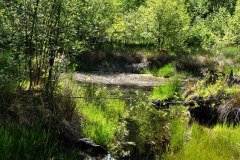 Nr.-137-Ablauf-das-neue-Moor