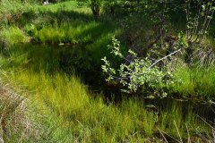 Nr.-140-Ablauf-am-neuen-Moor