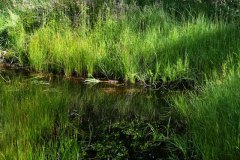 Nr.-141-Ablauf-das-neue-Moor