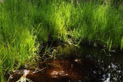 Nr.-142-Ablauf-am-neuen-Moor-am-langen-Damm