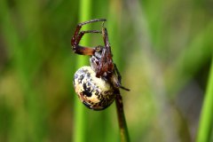 Nr.-164-Spinne-im-neuen-Moor