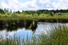 Nr.-165-Moor-am-langen-Damm