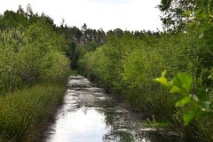 Nr.-166-Moor-am-langen-Damm