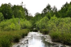 Nr.-167-Moor-am-langen-Damm