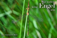 Nr.-168-Libelle-im-neuen-Moor-am-langen-Damm