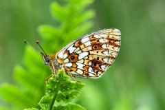 Nr.-169-Schmetterling-im-neuen-Moor