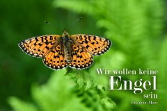 Nr.-170-Schmetterling-im-neuen-Moor
