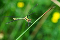 Nr.-171-Libelle-im-neuen-Moor-am-langen-Damm