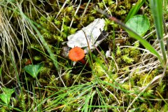 Nr.-172-Pilz-im-neuen-Moor