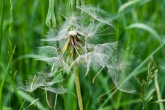 Nr.-174-Ousteblume-im-neuen-Moor