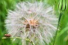Nr.-175-Pusteblume-im-neuen-Moor