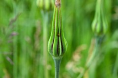 Nr.-176-Knospe-Pusteblume-im-neuen-Moor